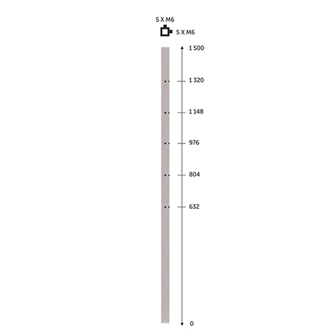 Poteau 40x40mm d`angle  l`anglaise taraud montage cble INOX316 Poteaux carrs acier inox 316